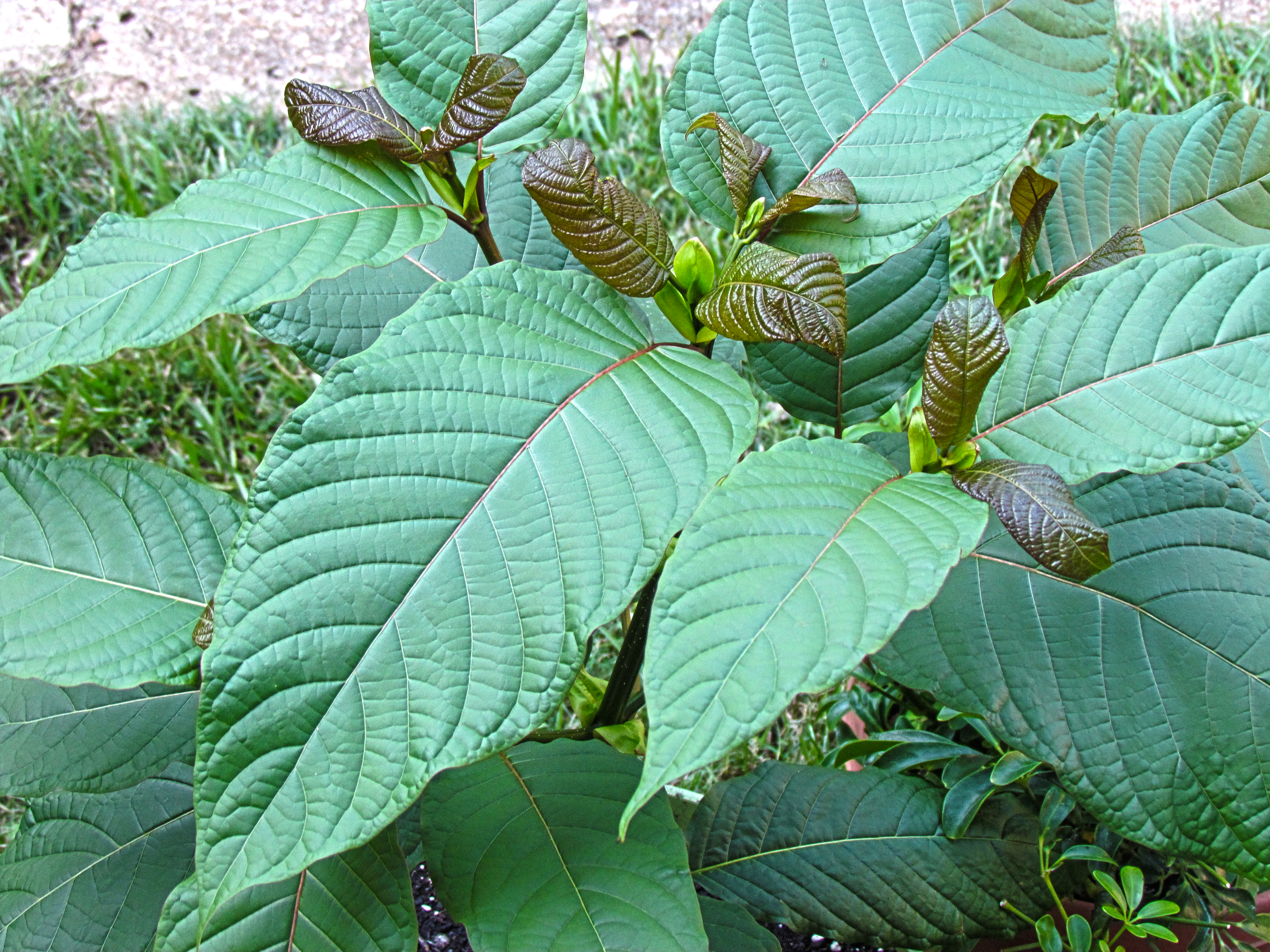 plant 2