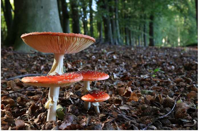 red magic mushrooms