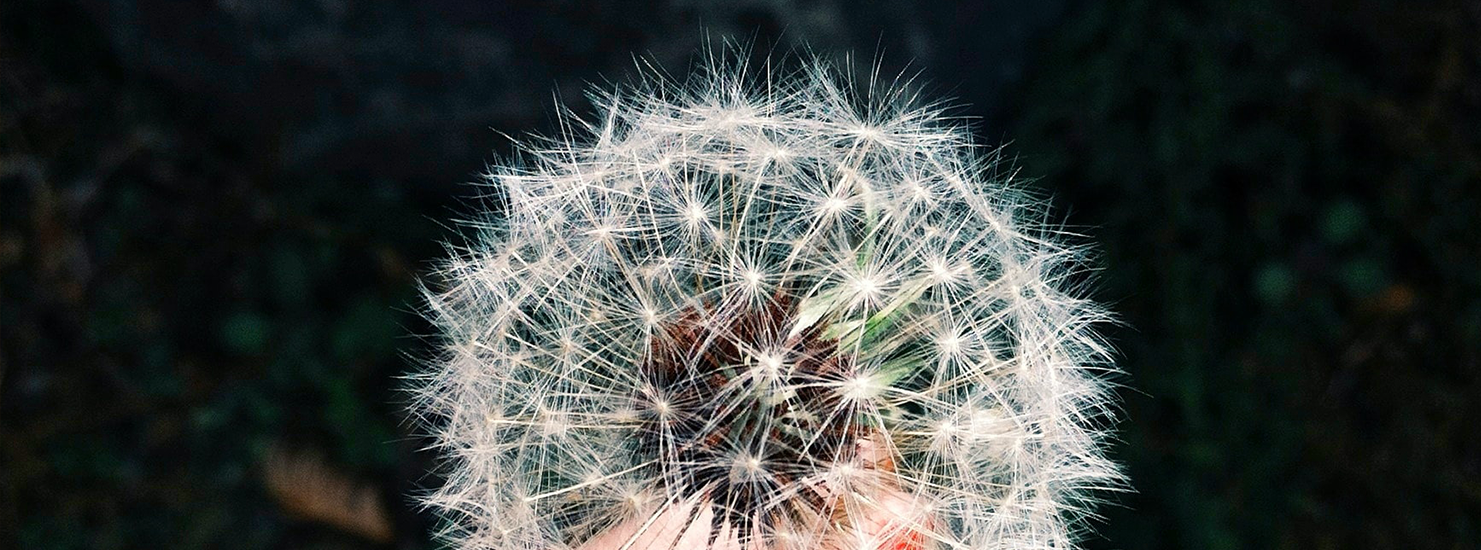 allergies