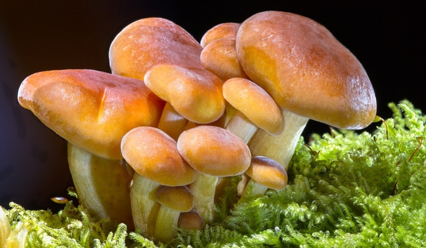 magic mushroom